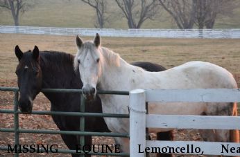 MISSING EQUINE Lemoncello, Near Harrodsburg, KY, 40330